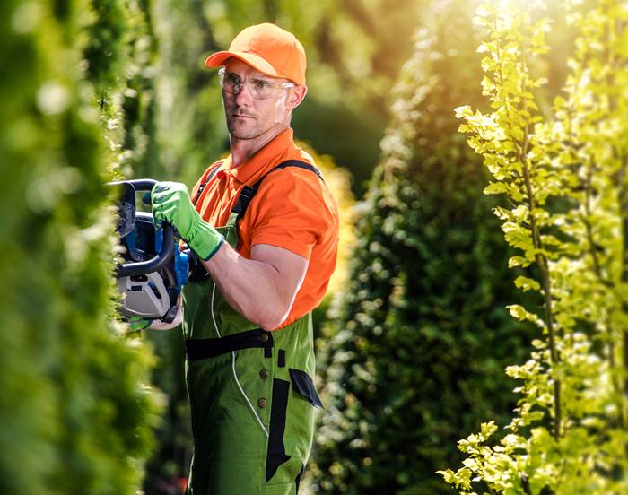 Thuja Green Wall Shaping Thuja Green Wall Shaping