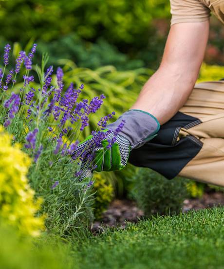 Caucasian Gardener and the Garden Maintenance Job Caucasian Gardener and the Garden Maintenance Job